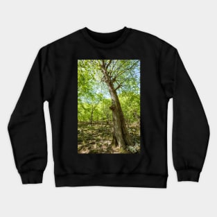 Beech forest and hiking trail Crewneck Sweatshirt